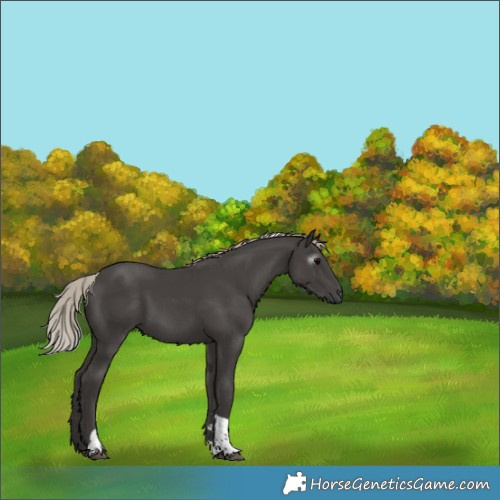 Horse Color:Gray Silver Black Tobiano 