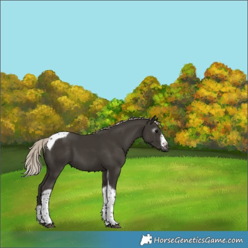 Horse Color:Gray Silver Black Tobiano Frame 