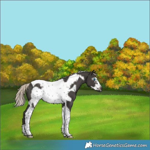 Horse Color:Gray Silver Smoky Black Tobiano Frame 
