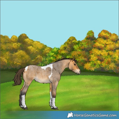 Horse Color:Buckskin Roan Tobiano 