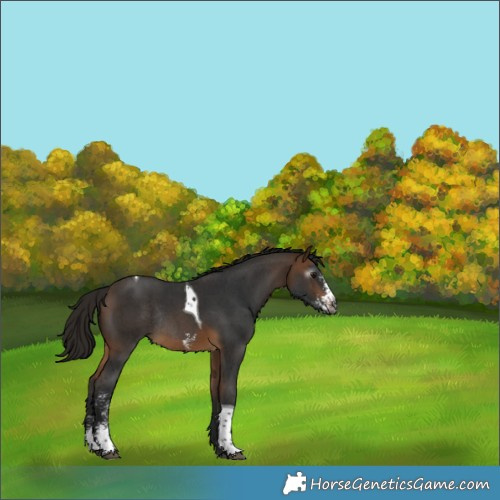 Horse Color:Gray Buckskin Sabino Tobiano Rabicano 
