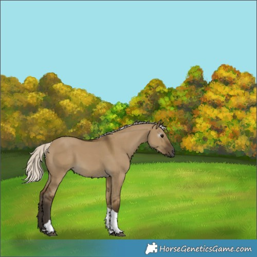 Horse Color:Gray Silver Smoky Grullo Tobiano 