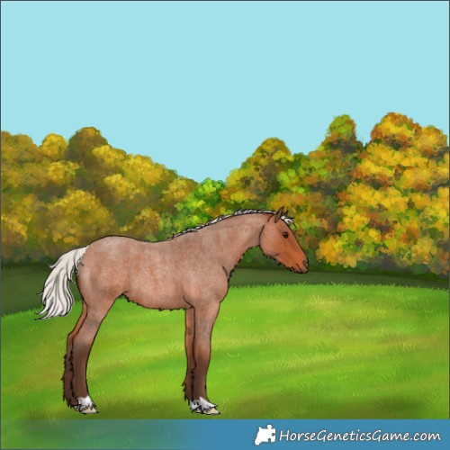 Horse Color:Silver Bay Roan 