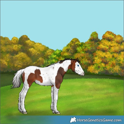 Horse Color:Bay Splash Tobiano 