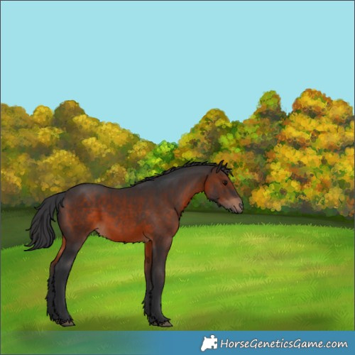 Horse Color:Brown 