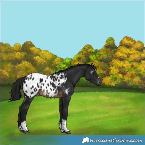 Horse Color:Gray Buckskin Tobiano Appaloosa 