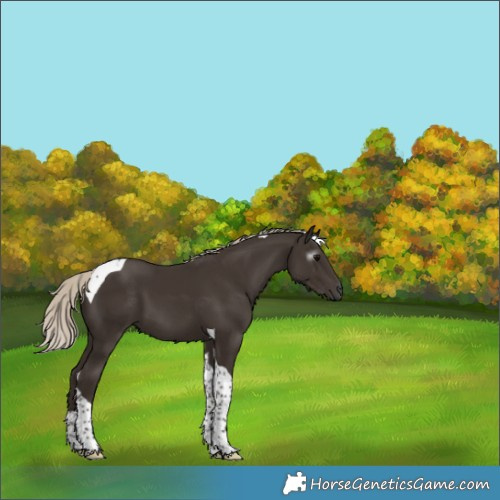 Horse Color:Gray Silver Black Tobiano 