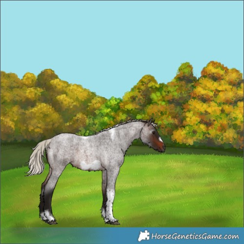 Horse Color:Gray Silver Brown Roan Tobiano Frame 