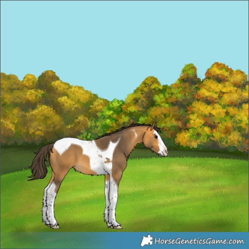 Horse Color:Buckskin Splash Tobiano 
