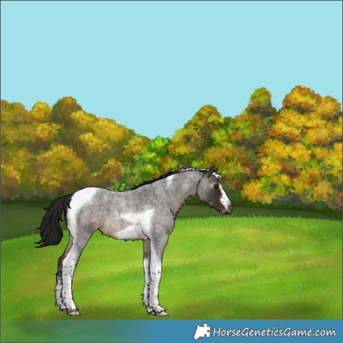 Horse Color:Gray Buckskin Roan Tobiano Frame 