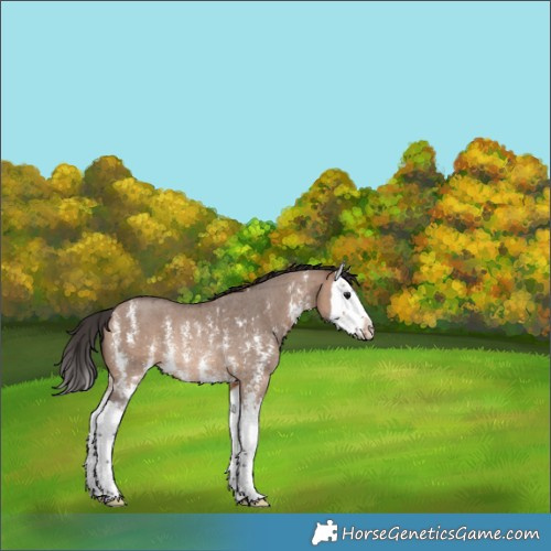 Horse Color:Brown Dun Sabino Splash Rabicano 