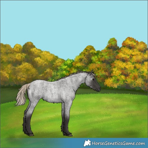 Horse Color:Gray Silver Smoky Blue Roan Rabicano 