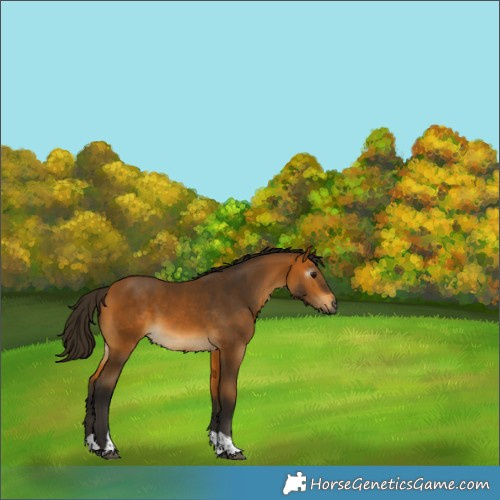 Horse Color:Gray Buckskin Tobiano Rabicano 