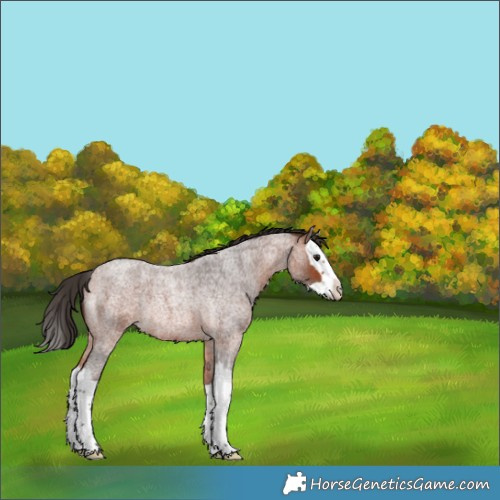 Horse Color:Bay Roan Splash Rabicano 