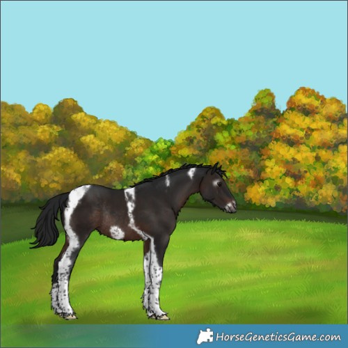Horse Color:Gray Brown Tobiano Frame Rabicano 