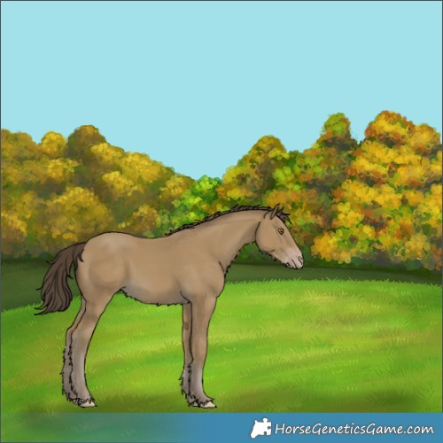 Horse Color:Classic Cream Champagne 