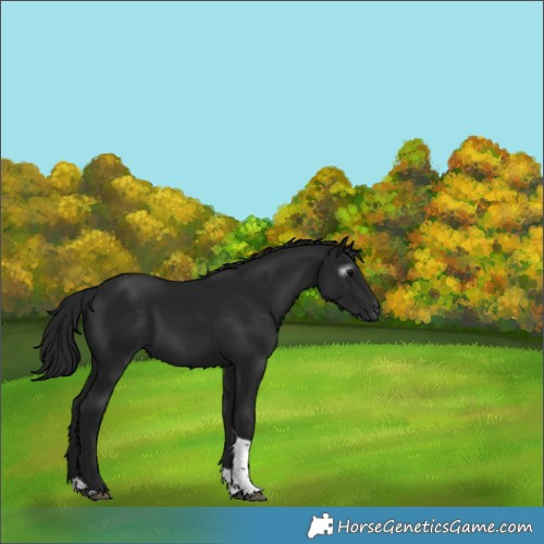 Horse Color:Gray Black Tobiano Rabicano 