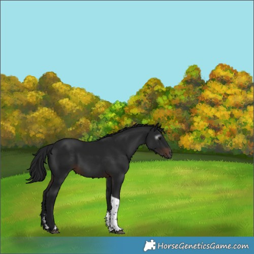 Horse Color:Gray Brown Sabino Tobiano Rabicano 