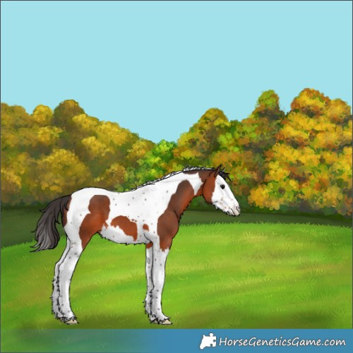 Horse Color:Bay Splash Tobiano 