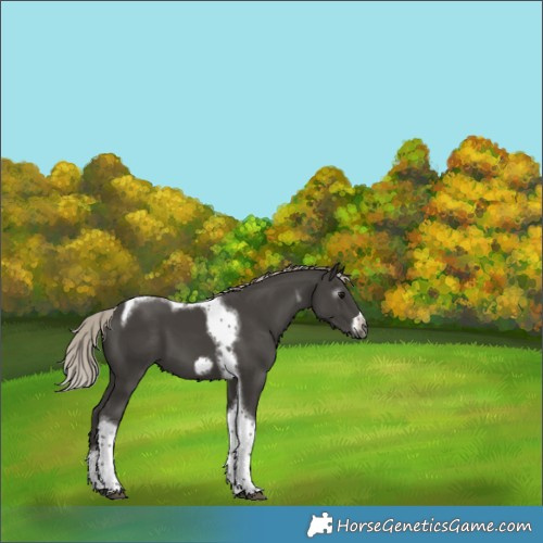 Horse Color:Gray Silver Black Tobiano Frame 