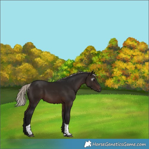 Horse Color:Gray Silver Brown Tobiano Rabicano 