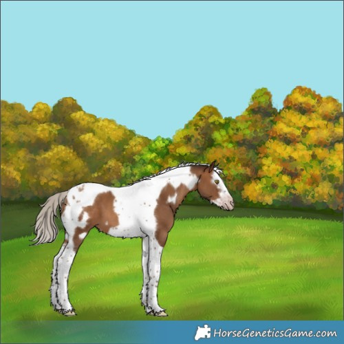 Horse Color:Gray Silver Sable Champagne Splash Tobiano Frame 