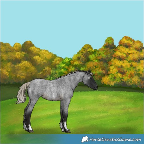 Horse Color:Gray Silver Buckskin Roan Sabino 