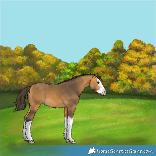 Horse Color:Buckskin Splash 
