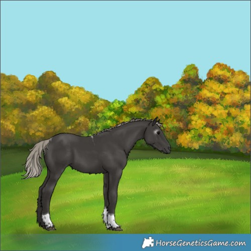 Horse Color:Gray Silver Black Tobiano 