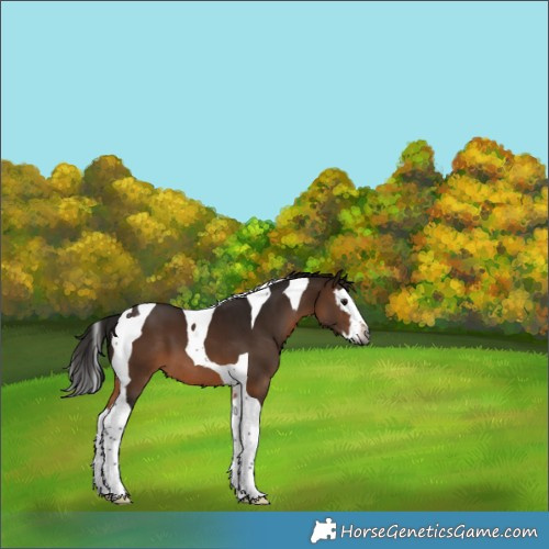 Horse Color:Gray Bay Splash Tobiano 