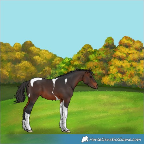 Horse Color:Brown Tobiano 