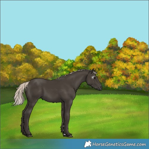Horse Color:Gray Silver Black 