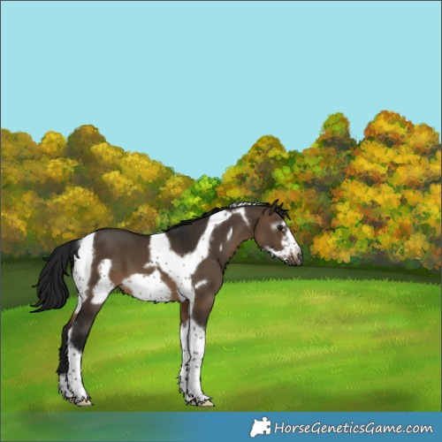 Horse Color:Gray Brown Dun Tobiano Frame 