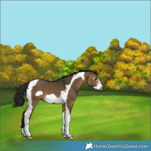 Horse Color:Gray Buckskin Dun Tobiano Frame 