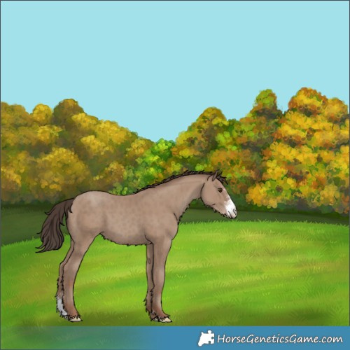 Horse Color:Classic Champagne Sabino 