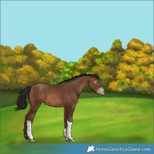 Horse Color:Gray Amber Champagne Tobiano 