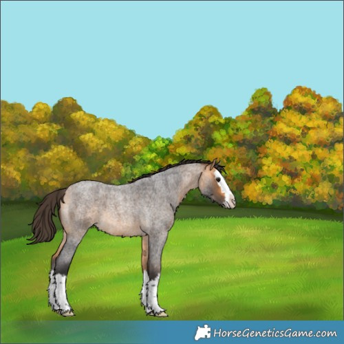 Horse Color:Buckskin Roan Splash 