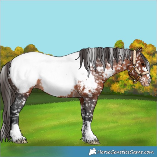 Horse Color:Brown Appaloosa