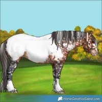 Horse Color:Brown Appaloosa 