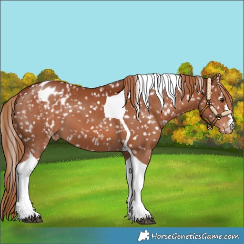 Horse Color:Chestnut Tobiano Appaloosa 