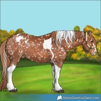 Horse Color:Chestnut Tobiano Appaloosa