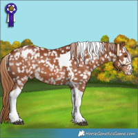 Horse Color:Chestnut Tobiano Blanket 