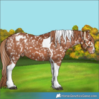 Horse Color:Chestnut Tobiano Appaloosa