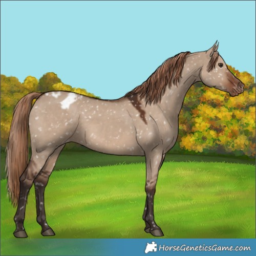 Horse Color:Liver Red Dun Appaloosa 