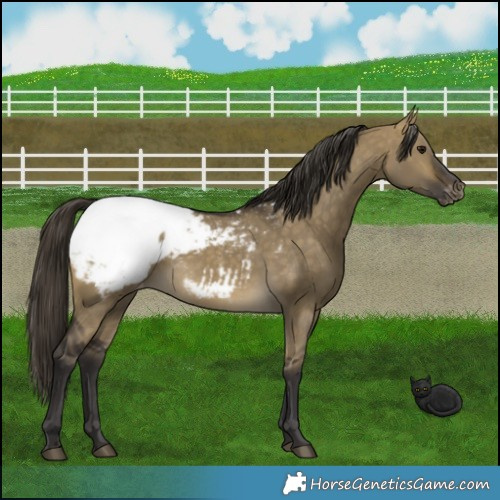 Horse Color:Buckskin Dun Snowcap 