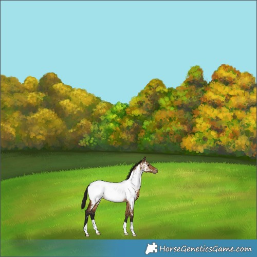 Horse Color:Gray Bay Dun Appaloosa 