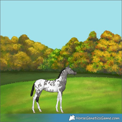 Horse Color:Gray Platinum Brown Dun Tobiano Appaloosa 