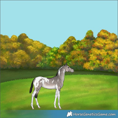 Horse Color:Gray Platinum Bay Dun Tobiano Blanket 