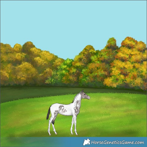 Horse Color:Platinum Brown Dun Tobiano Appaloosa Rabicano 