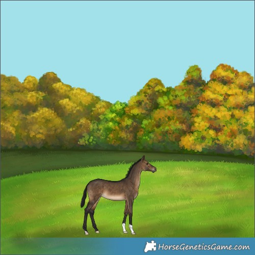Horse Color:Gray Bay Dun 